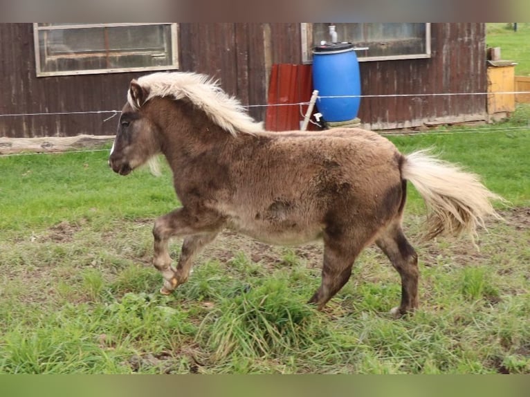 Ponis Shetland Mestizo Semental Potro (05/2025) 110 cm in Bad Schandau Ponis Shetland Mestizo Semental Potro (05/2025) 110 cm in Bad Schandau