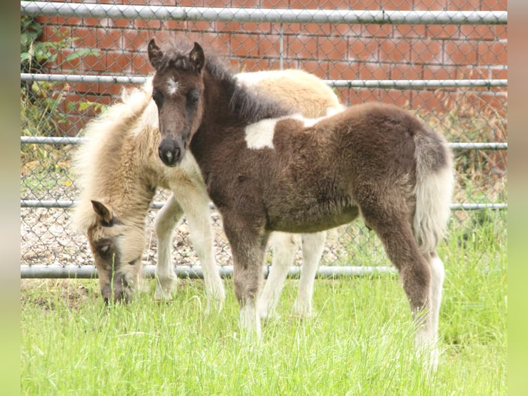 Ponis Shetland Mestizo Semental Potro (05/2026) 120 cm Pío in Winterswijk Kotten