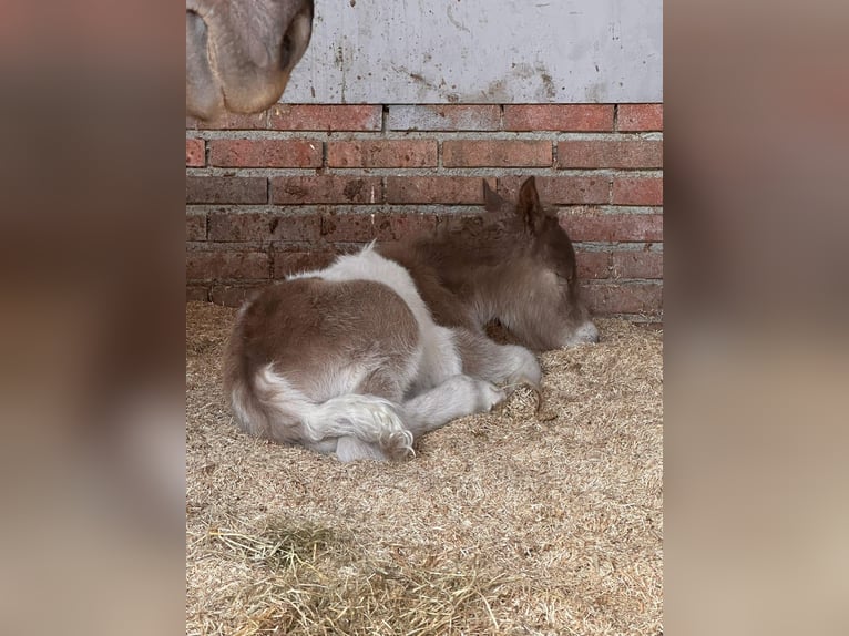 Ponis Shetland Mestizo Semental Potro (04/2026) 120 cm Pío in Winterswijk Kotten