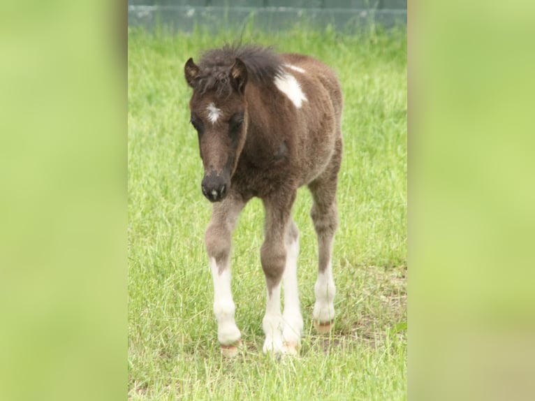 Ponis Shetland Mestizo Semental Potro (05/2026) 120 cm Pío in Winterswijk Kotten