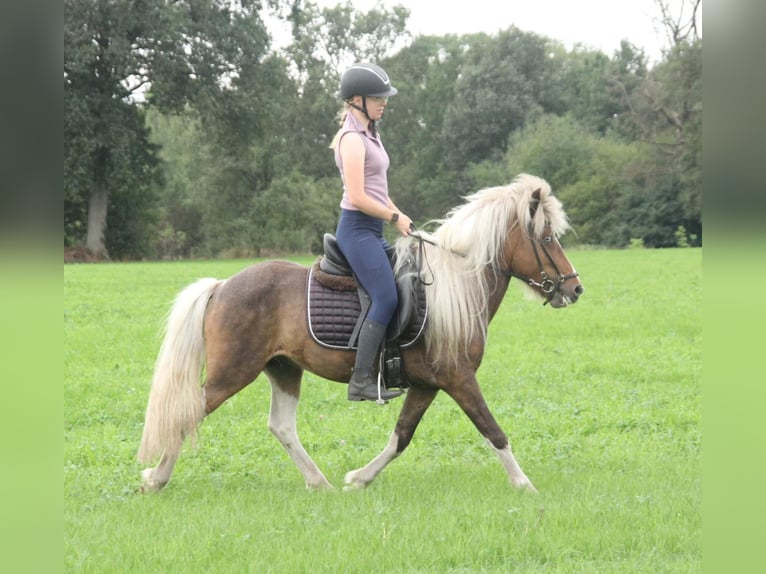 Ponis Shetland Mestizo Semental Potro (04/2026) 120 cm Pío in Winterswijk Kotten