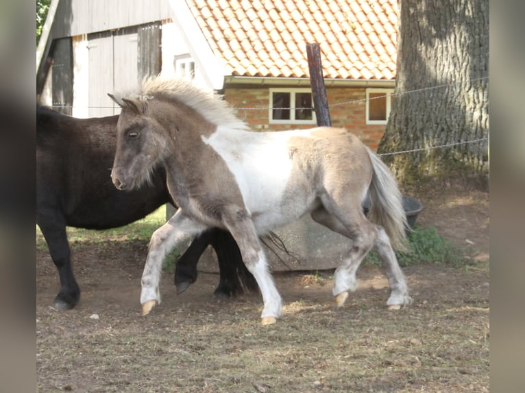 Ponis Shetland Mestizo Semental Potro (04/2026) 120 cm Pío in Winterswijk Kotten