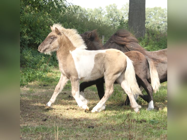 Ponis Shetland Mestizo Semental Potro (04/2026) 120 cm Pío in Winterswijk Kotten