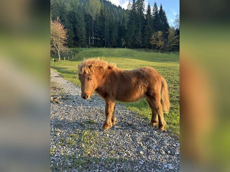 Ponis Shetland Semental Potro (05/2025) 60 cm Alazán in Lung&#xF6;tz