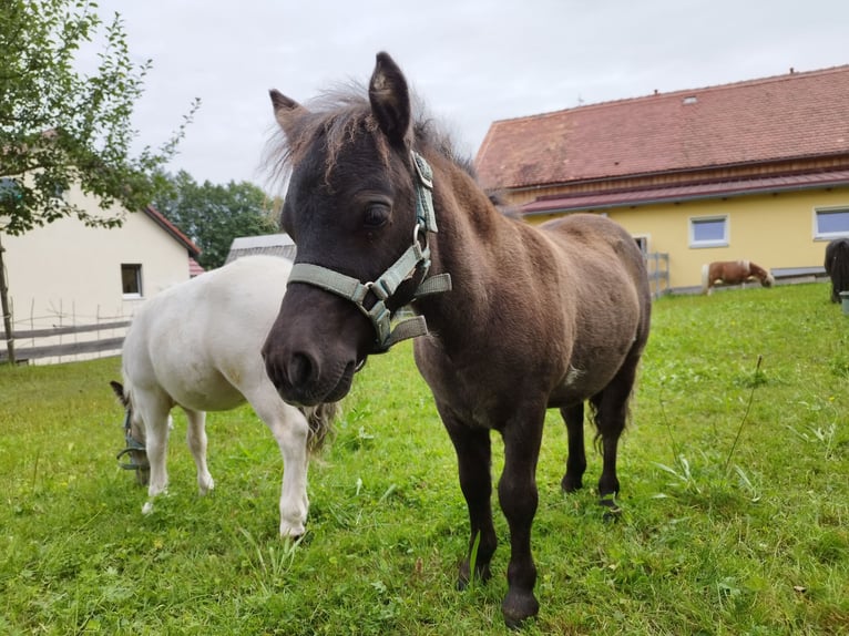 Ponis Shetland Semental Potro (04/2024) 60 cm Bayo in Berthelsdorf