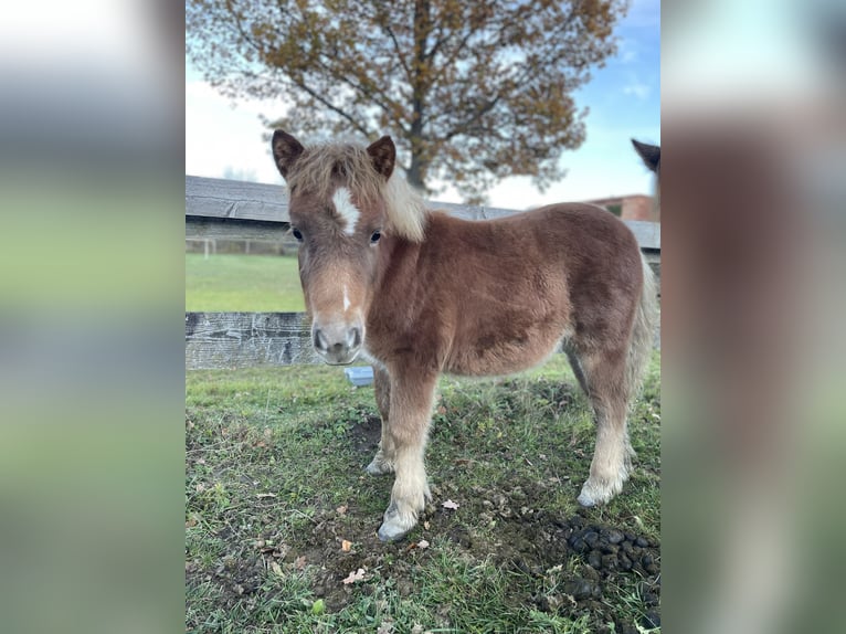 Ponis Shetland Mestizo Semental Potro (06/2025) 80 cm Alazán in Weisskirchen