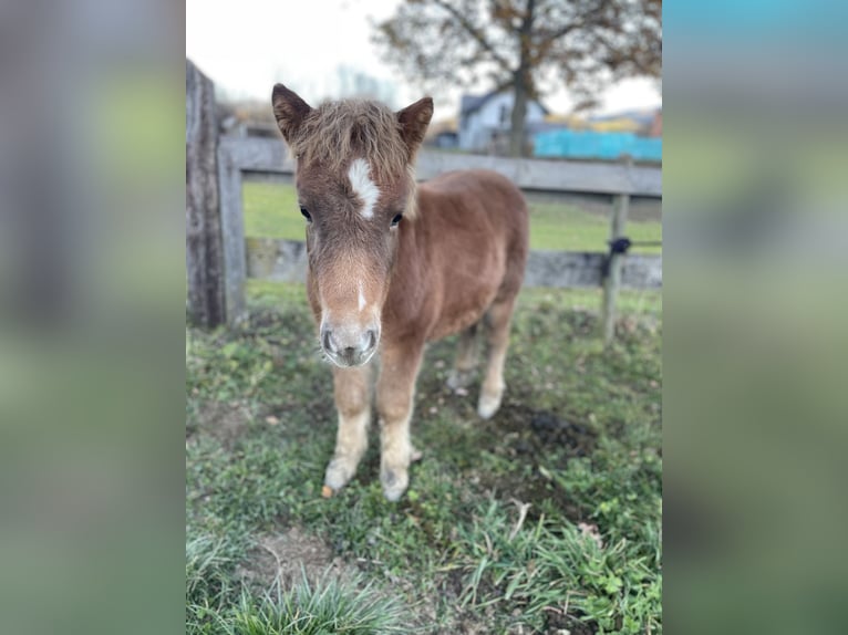 Ponis Shetland Mestizo Semental Potro (06/2025) 80 cm Alazán in Weisskirchen