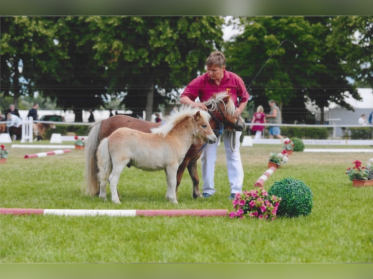 Ponis Shetland Semental Potro (04/2026) 82 cm Alazán in Osternienburger Land