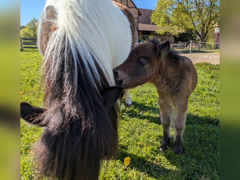 Ponis Shetland Semental Potro (04/2026) 82 cm Castaño in Brakel