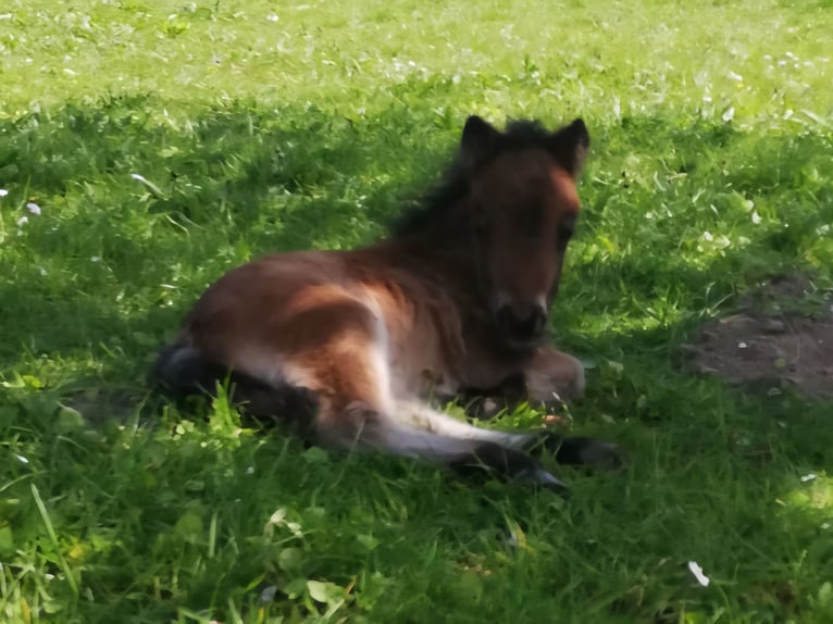 Ponis Shetland Semental Potro (04/2026) 82 cm Castaño in Brakel