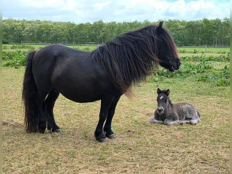 Ponis Shetland Semental Potro (05/2025) 92 cm Negro in H&#xE4;stveda