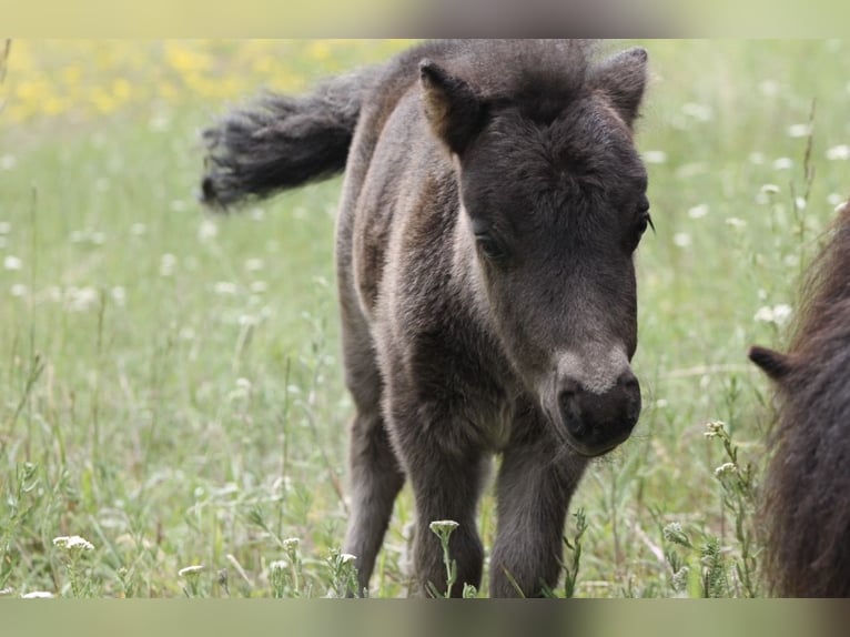 Ponis Shetland Semental Potro (01/2026)  in Klagenfurt