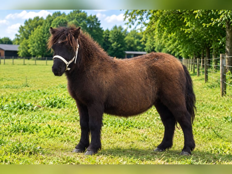 Ponis Shetland Semental Potro (01/2026)  in Achtmaal