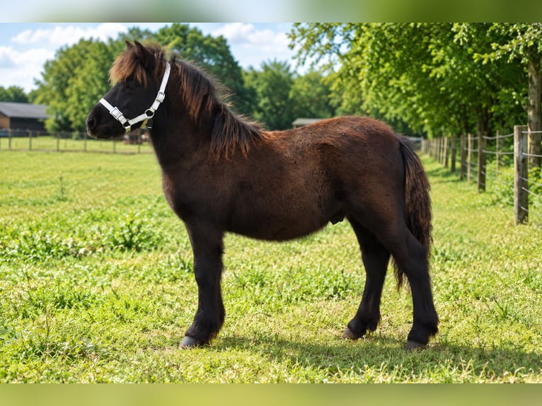 Ponis Shetland Semental Potro (01/2026)  in Achtmaal