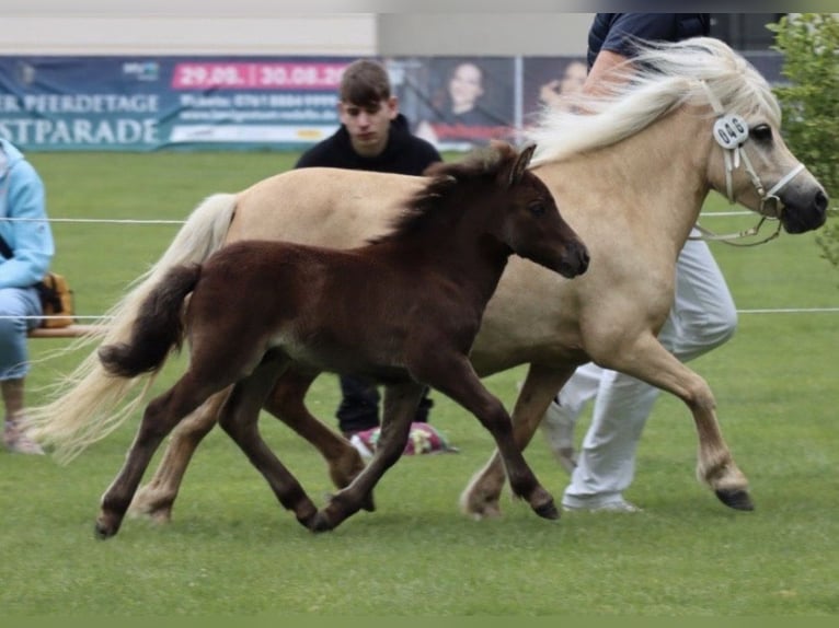 Ponis Shetland Semental Potro (06/2026) Negro in Groß Wokern
