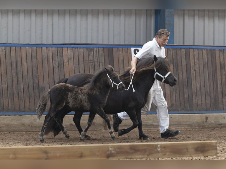 Ponis Shetland Semental Potro (05/2024) Negro in Eesergroen