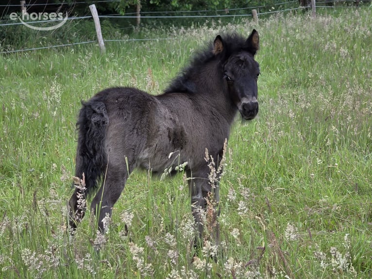Ponis Shetland Semental Potro (05/2026) Negro in Eesergroen