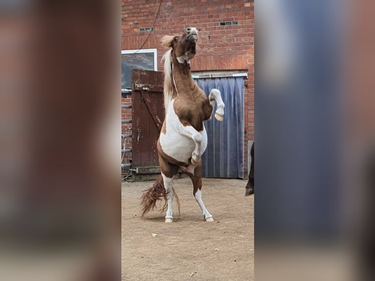 Ponis Shetland Semental Red Dun/Cervuno in Varrel