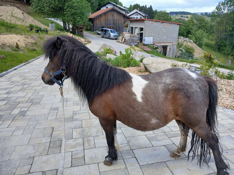 Ponis Shetland Yegua 10 años 100 cm Pío in Waldkirchen