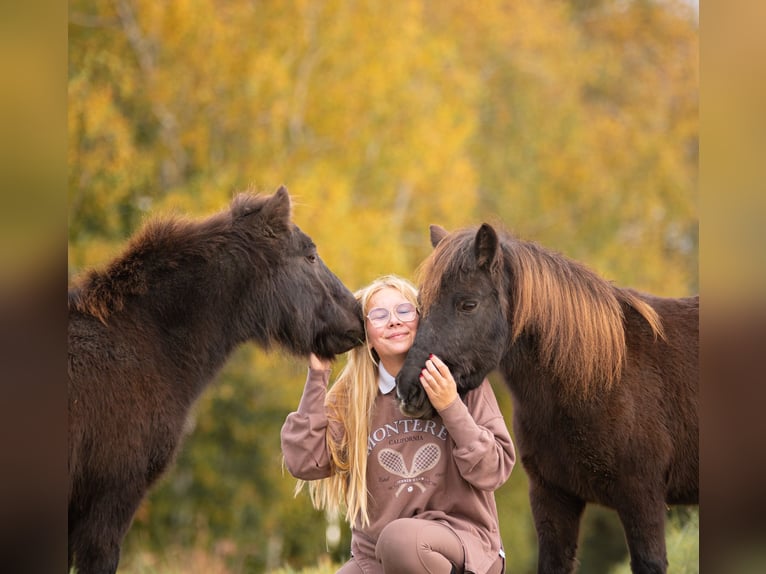 Ponis Shetland Yegua 10 años 105 cm Castaño oscuro in Bruchsal