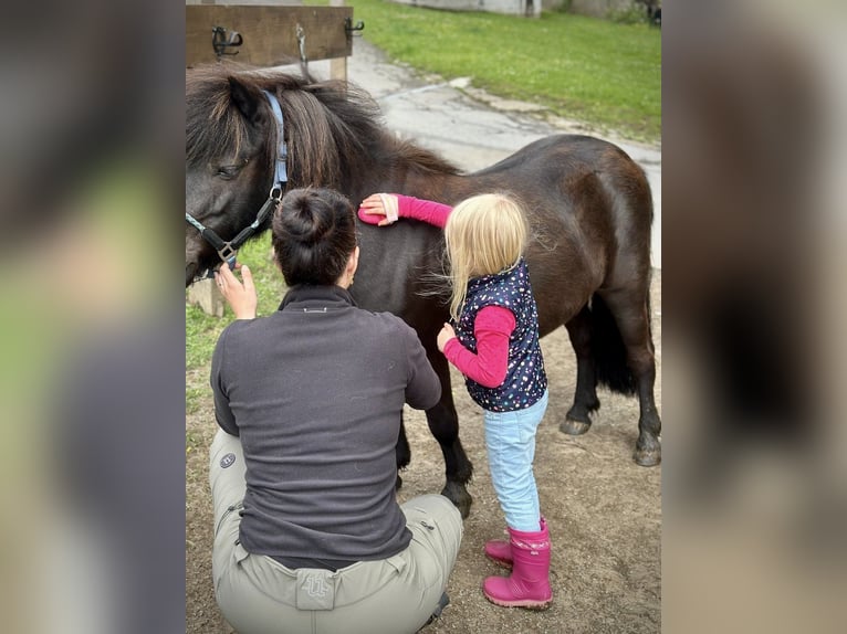 Ponis Shetland Yegua 10 años 105 cm Negro in Hattingen