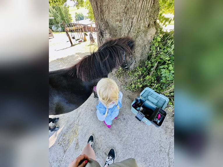 Ponis Shetland Yegua 10 años 105 cm Negro in Hattingen