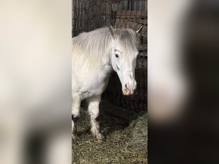 Ponis Shetland Yegua 10 años 142 cm Tordo in Fort worth Texas