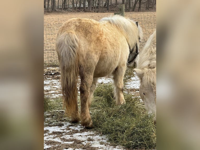 Ponis Shetland Yegua 10 años 142 cm Tordo in Fort worth Texas