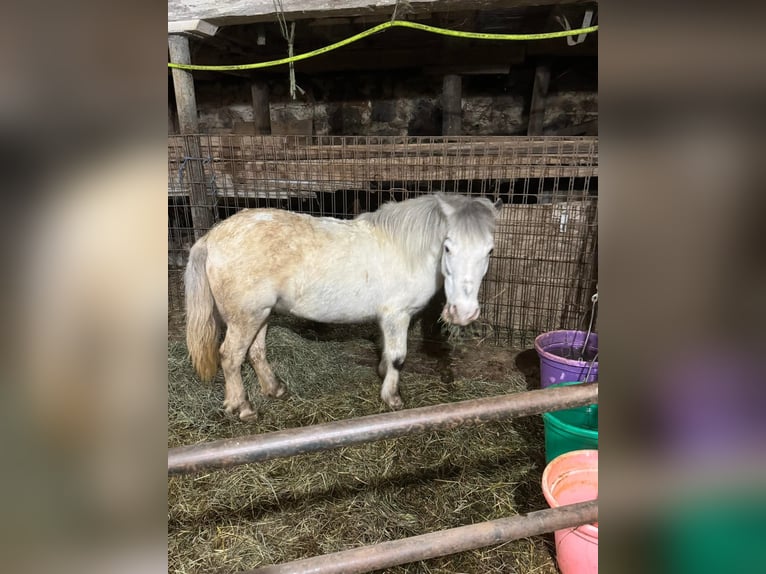 Ponis Shetland Yegua 10 años 142 cm Tordo in Fort worth Texas