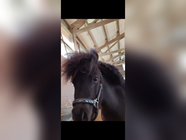 Ponis Shetland Yegua 10 años 75 cm Negro in Trochtelfingen