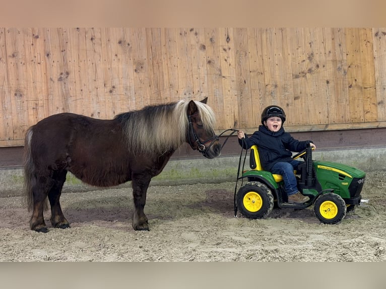Ponis Shetland Yegua 10 años 80 cm Alazán-tostado in Riedlingen