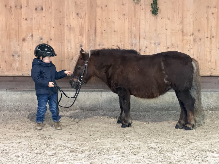 Ponis Shetland Yegua 10 años 80 cm Alazán-tostado in Riedlingen
