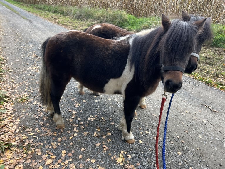 Ponis Shetland Yegua 10 años 95 cm Tobiano-todas las-capas in Biebergem&#xFC;nd