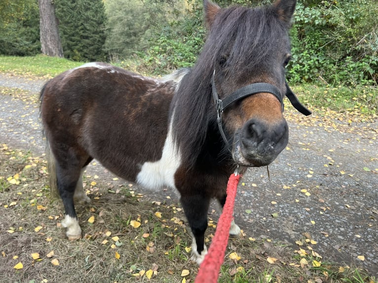 Ponis Shetland Yegua 10 años 95 cm Tobiano-todas las-capas in Biebergem&#xFC;nd