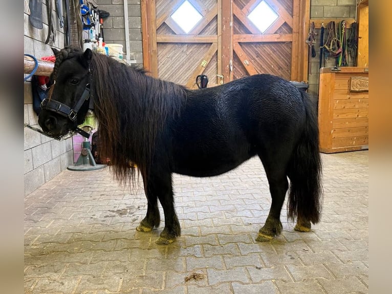 Ponis Shetland Yegua 10 años 96 cm Negro in Daleiden