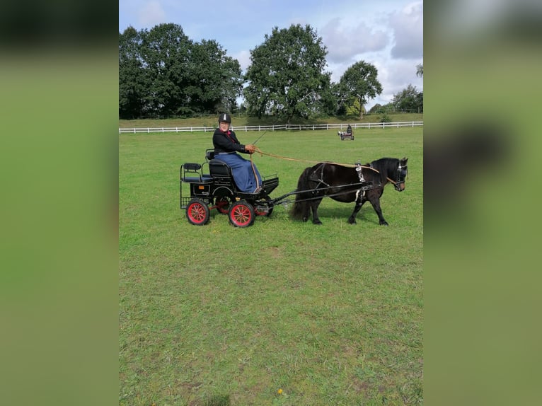 Ponis Shetland Yegua 10 años 97 cm Castaño oscuro in Maasbüll