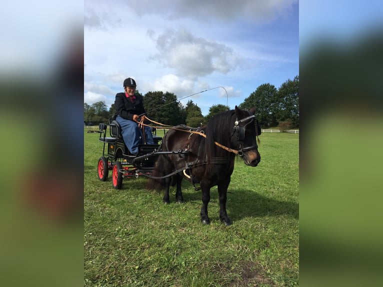 Ponis Shetland Yegua 10 años 97 cm Castaño oscuro in Maasbüll