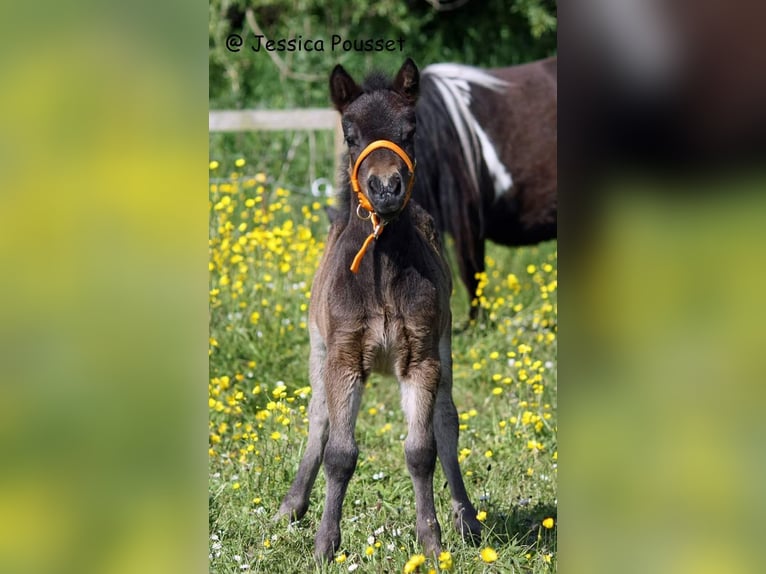 Ponis Shetland Yegua 10 años 97 cm Castaño oscuro in Maasbüll