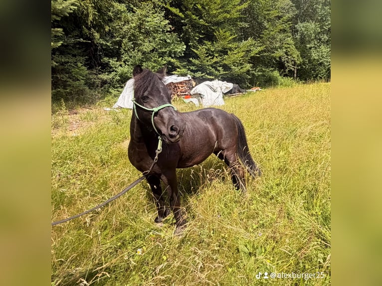 Ponis Shetland Yegua 11 años 102 cm Negro in Sulzbach-Rosenberg