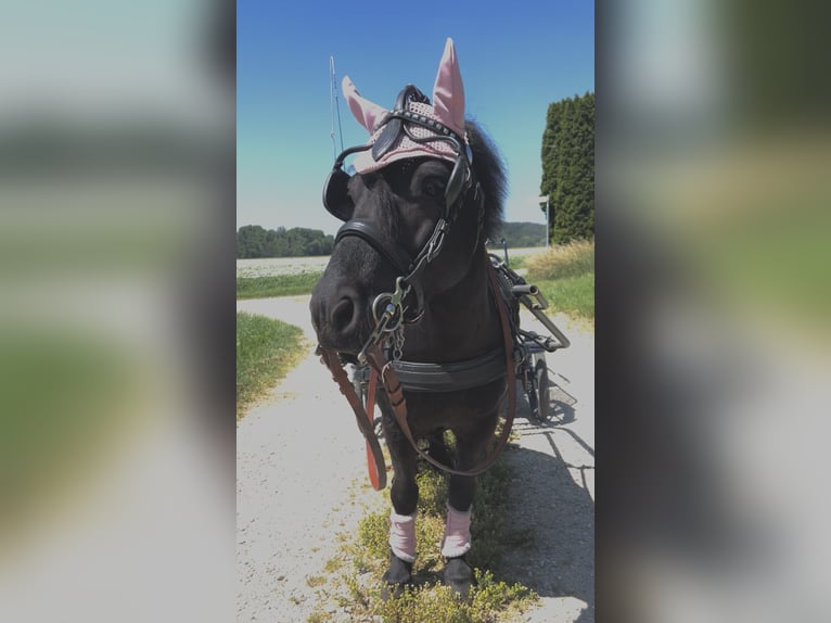 Ponis Shetland Yegua 11 años 103 cm Negro in Moosburg