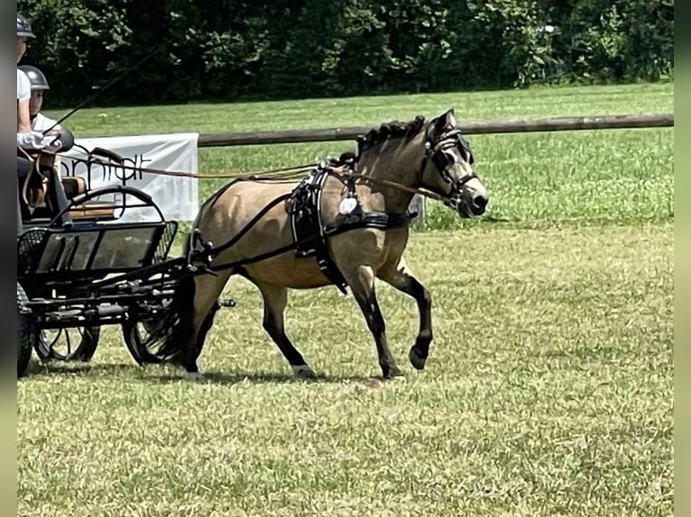 Ponis Shetland Yegua 11 años 110 cm Buckskin/Bayo in Rimsting