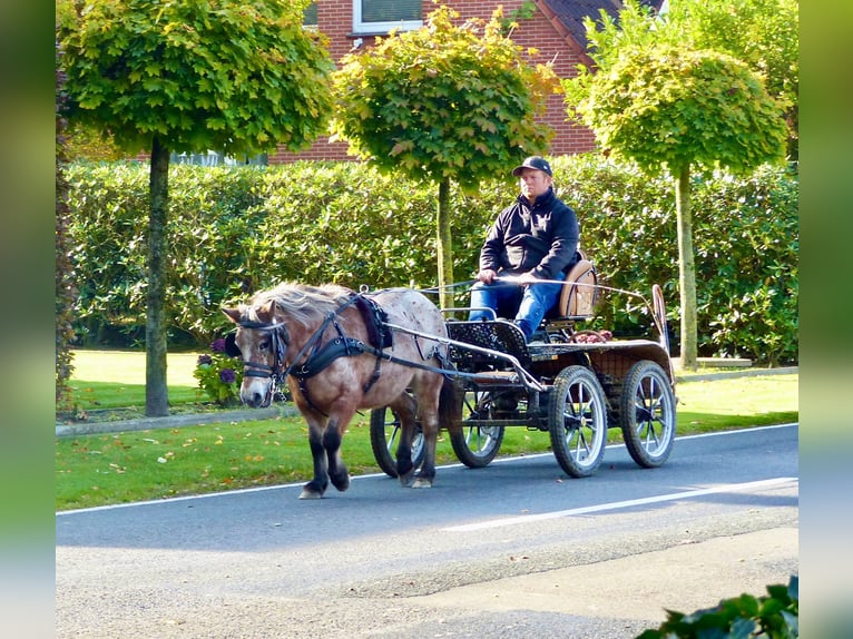 Ponis Shetland Mestizo Yegua 11 años 117 cm Atigrado/Moteado in Halle