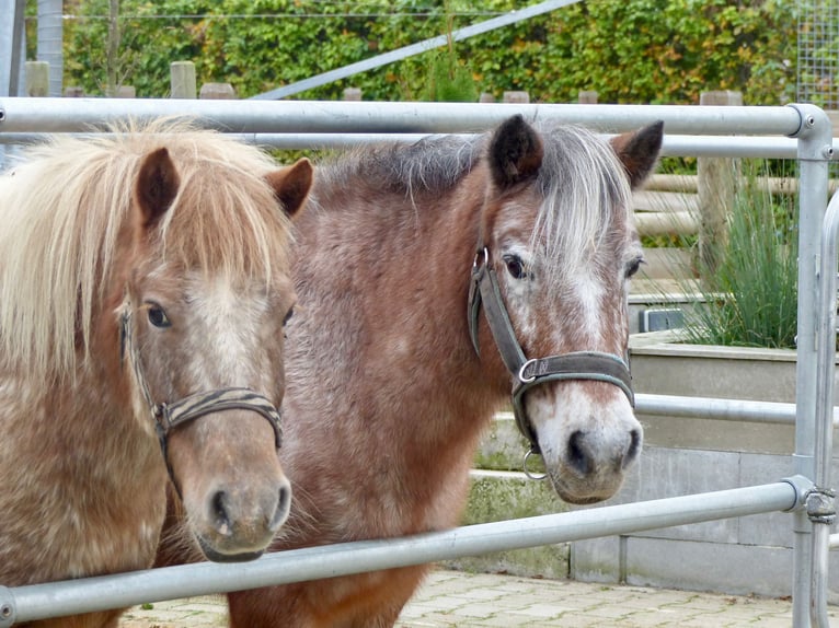 Ponis Shetland Mestizo Yegua 11 años 117 cm Atigrado/Moteado in Halle