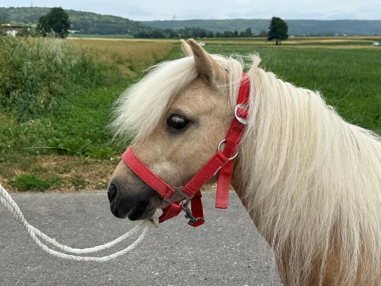 Ponis Shetland Yegua 11 años 80 cm Palomino in Riedlingen