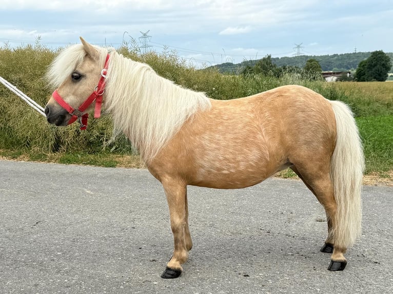 Ponis Shetland Yegua 11 años 80 cm Palomino in Riedlingen