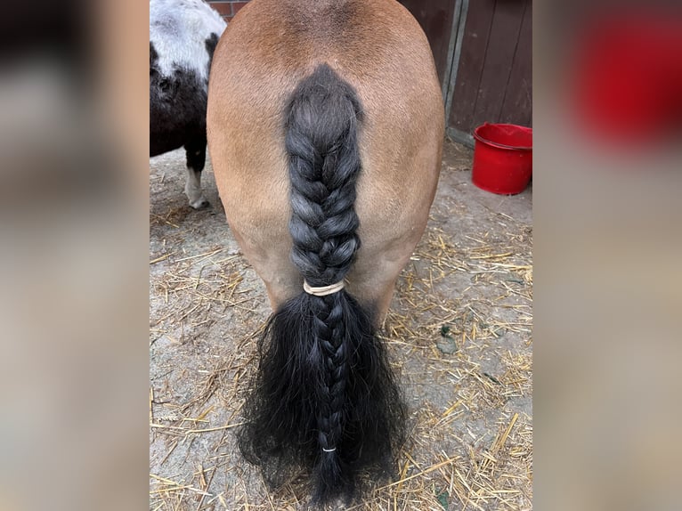 Ponis Shetland Yegua 11 años 88 cm Castaño in Reinbek