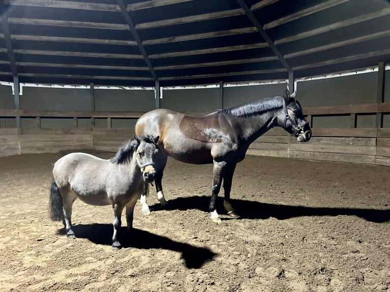Ponis Shetland Yegua 11 años 88 cm Castaño in Reinbek