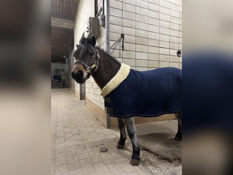 Ponis Shetland Yegua 11 años 88 cm Castaño in Reinbek