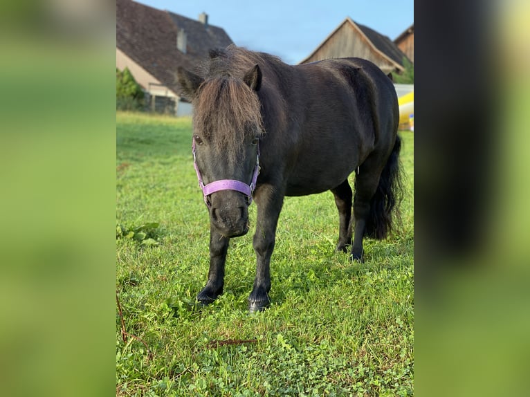 Ponis Shetland Mestizo Yegua 11 años 90 cm Negro in Kümmertshausen