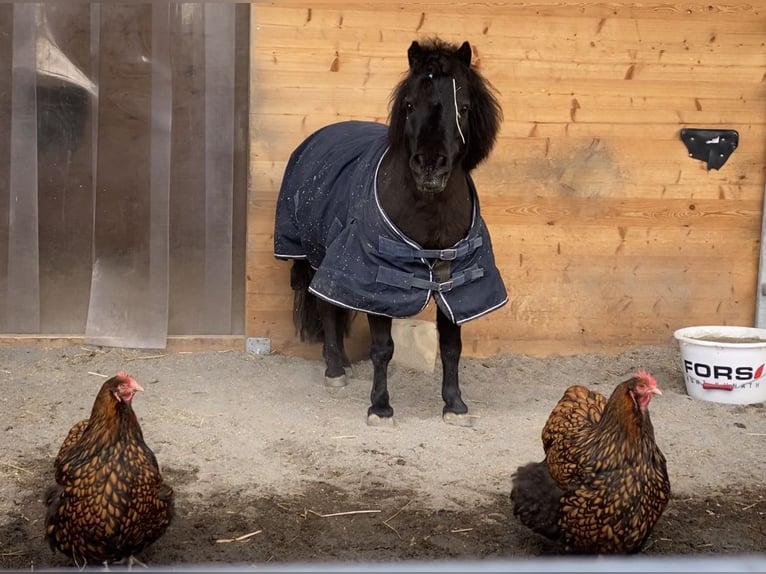 Ponis Shetland Mestizo Yegua 11 años 90 cm Negro in Kümmertshausen
